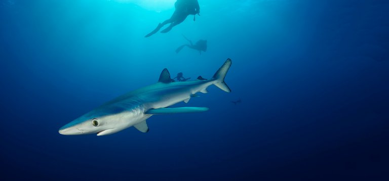 dive-with-blues-home-slider-768×358