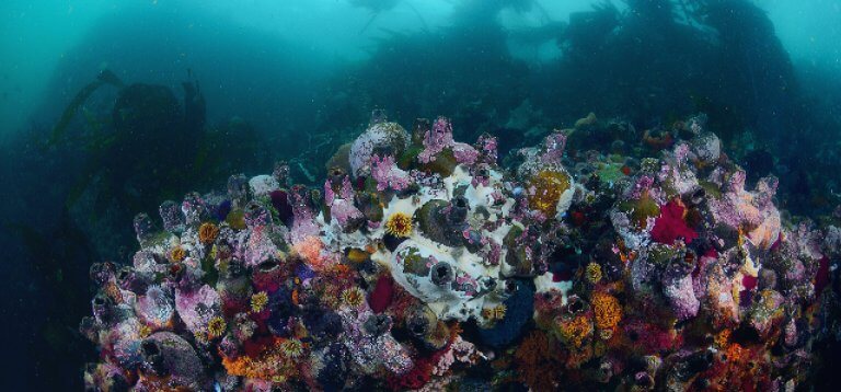 wreck-and-reefBG-768×358